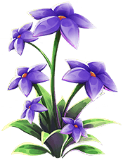 Black Thyme