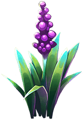 Stenchflower