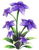 Black Thyme
